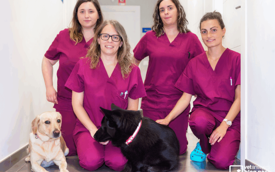 Personal Accountability in your Veterinary Life: Part 3 Building Your Team Accountability